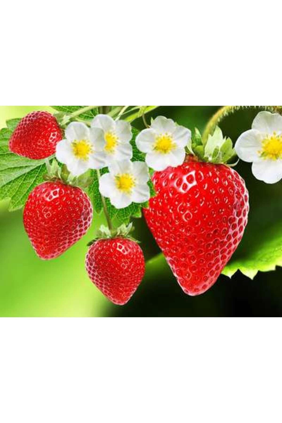 Strawberry Flavored Massage Oil 50ml Çilek Aromalı Masaj Yağı 2 Adet
