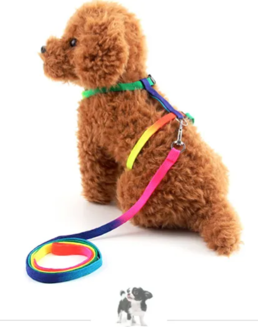 PATİSHOPYAKedi Bel Tasması Gökkuşağı