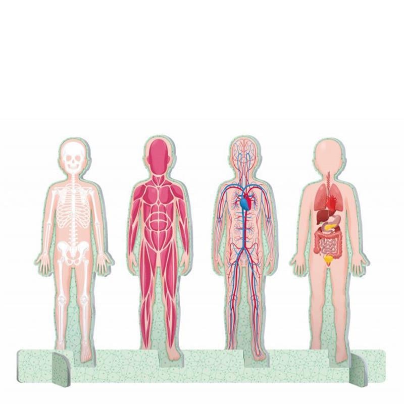 HUMAN BODY - THE ULTIMATE ATLAS