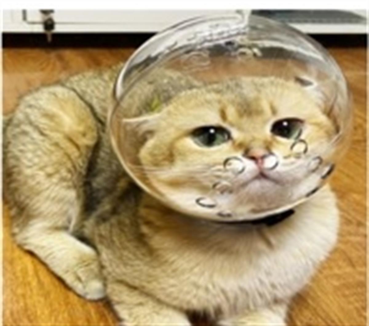 Rastbiero Kedi Isırma Önleyici Fanus