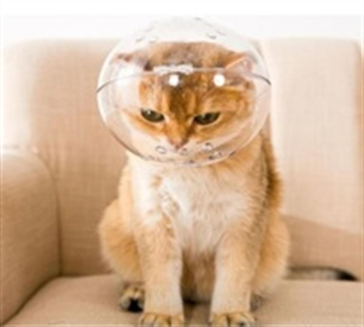 Rastbiero Kedi Isırma Önleyici Fanus