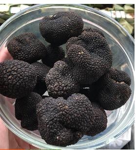 Taze Siyah Trüf Mantarı
