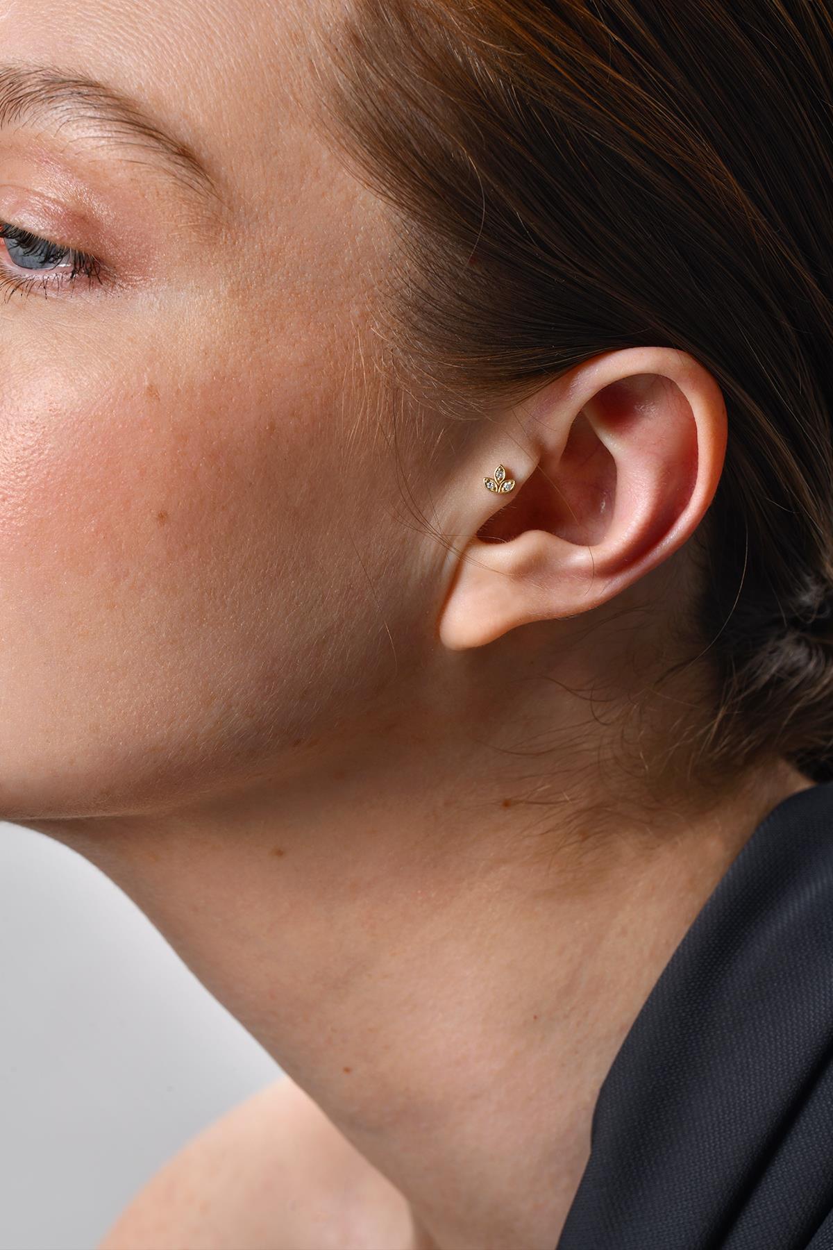 Lotus Tragus