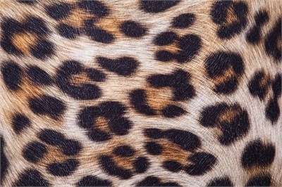 3A Mobilya Leopar Tekli Josephine Sol Kollu