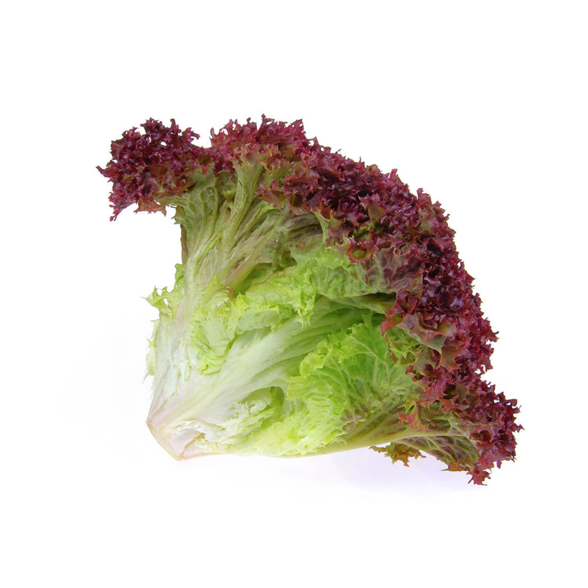 Loloroso Akdeniz Marul