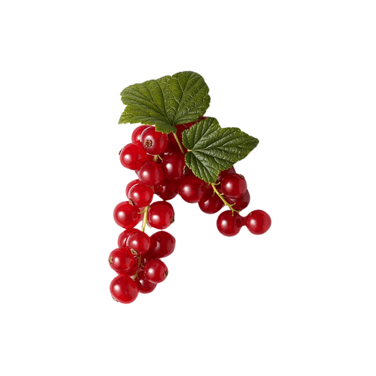 Verita Taze Frenk Üzümü