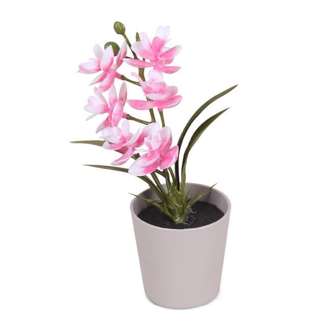 Eva 5679 Mini Saksıda Orkide