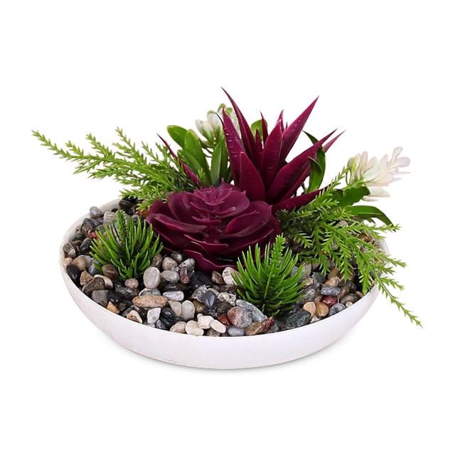 Eva 5750 Saksıda Skulentli Arajman