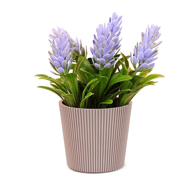 Eva 5784 FIÇI Saksıda Lavanta Çiçeği