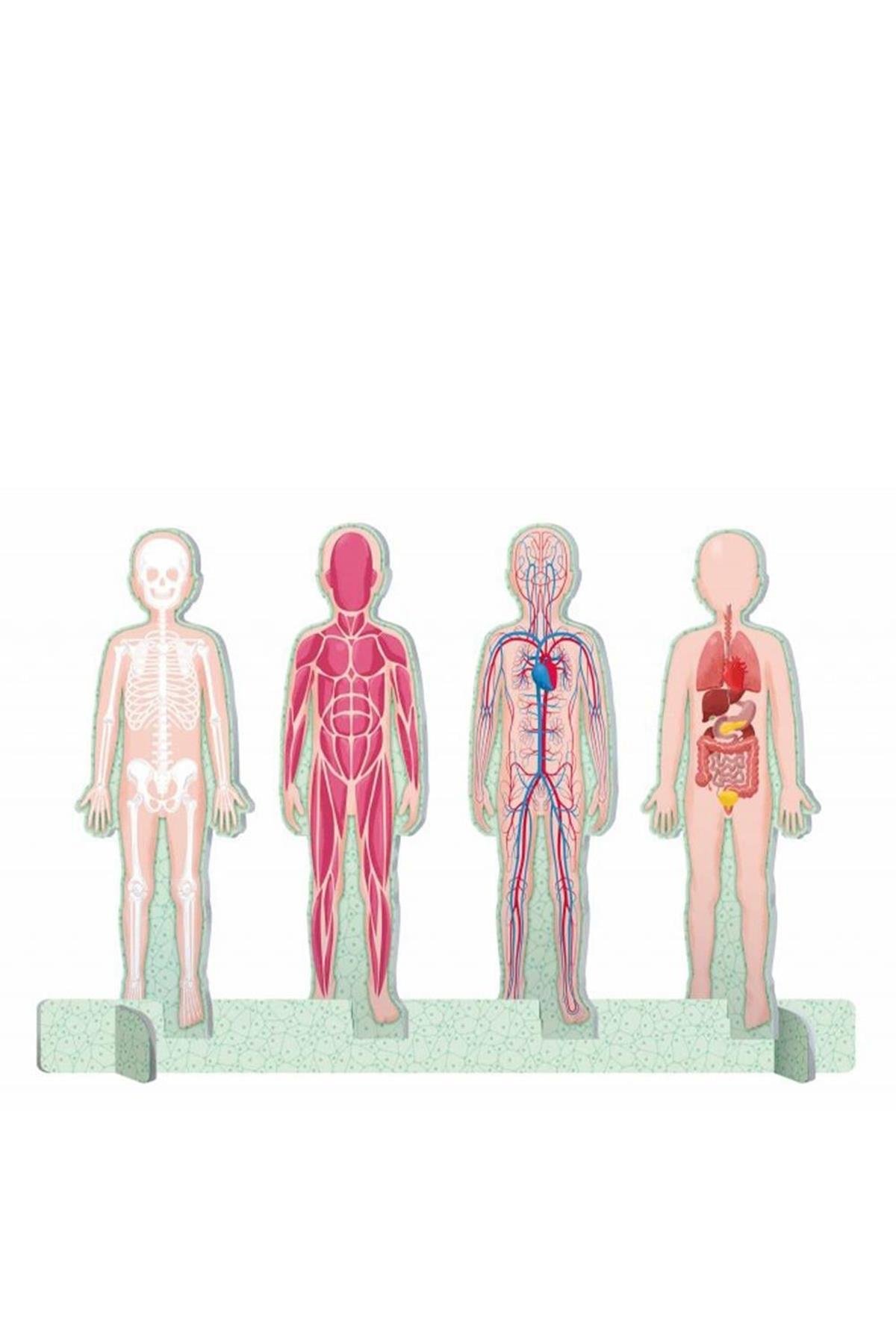 Human Body - The Ultimate Atlas Çok Renkli