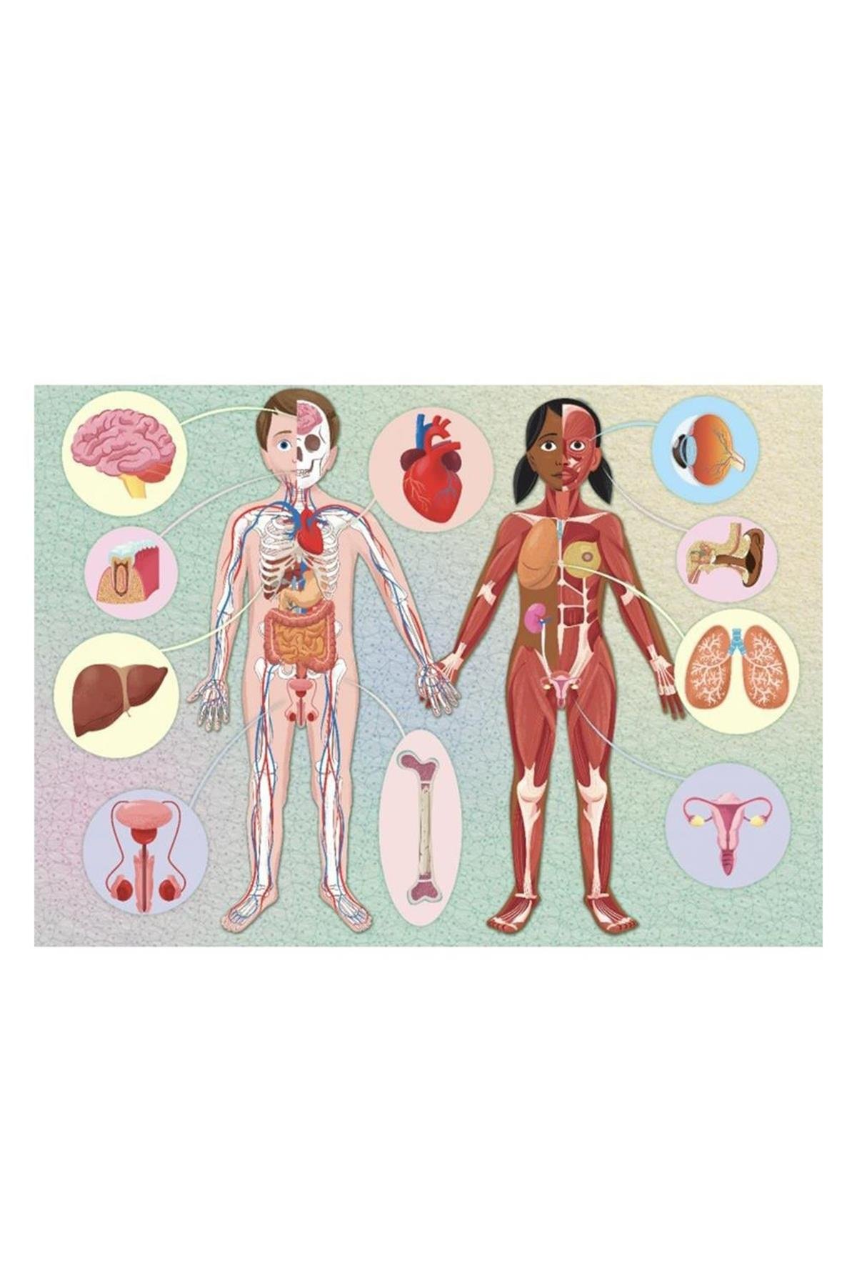 Human Body - The Ultimate Atlas Çok Renkli