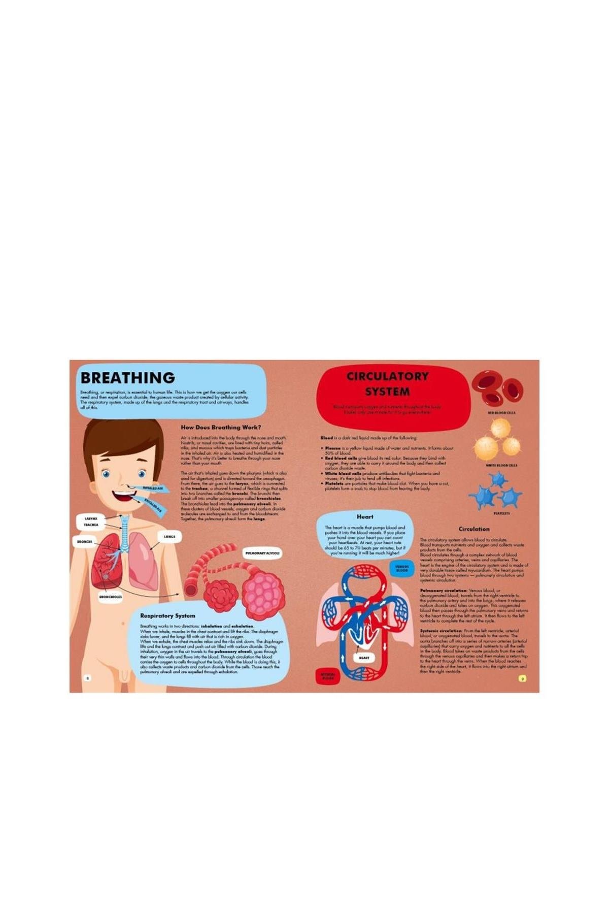 Sassi /TRAVEL, LEARN AND EXPLORE - THE HUMAN BODY Çok Renkli