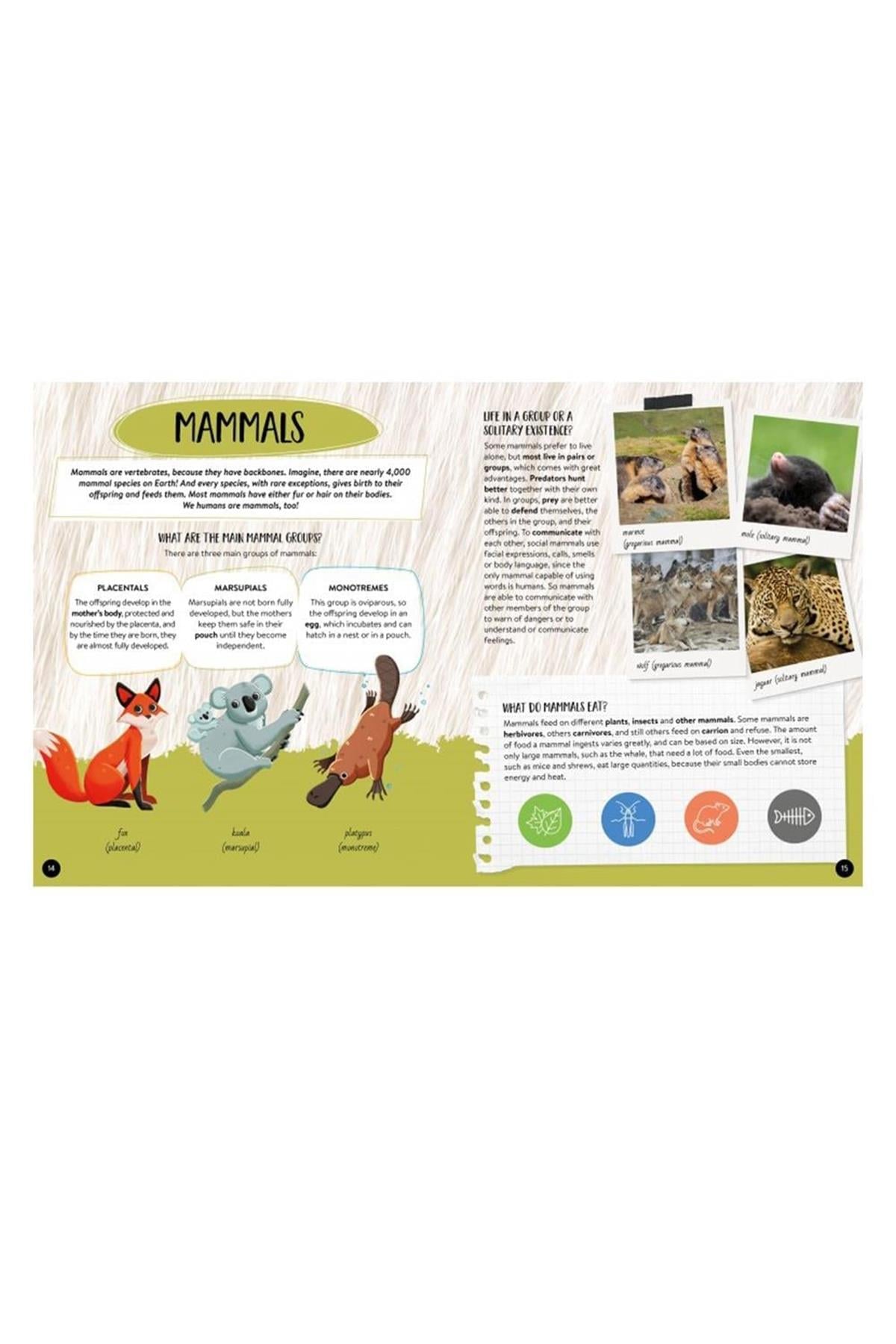 Sassi /WHAT, HOW, WHY - ANIMALS Çok Renkli