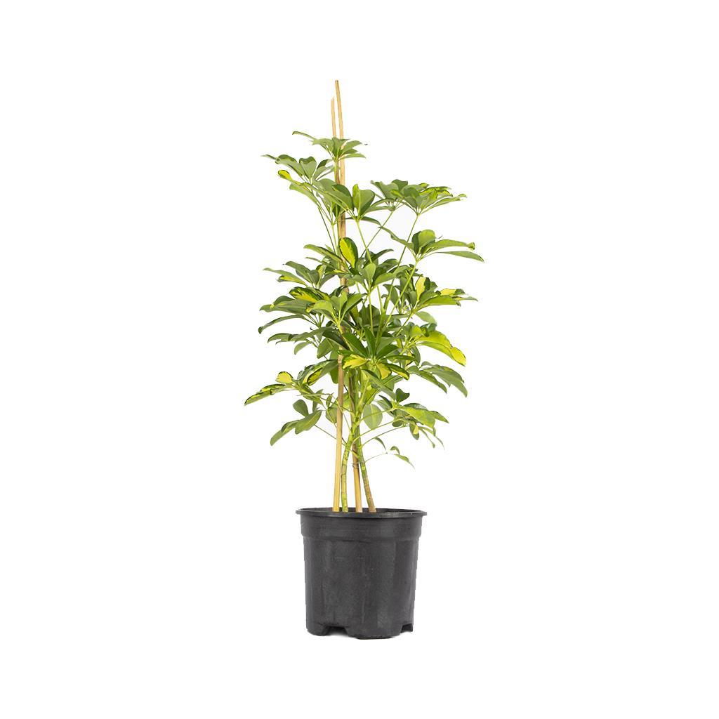 2-li-seflora-490e-b.jpg