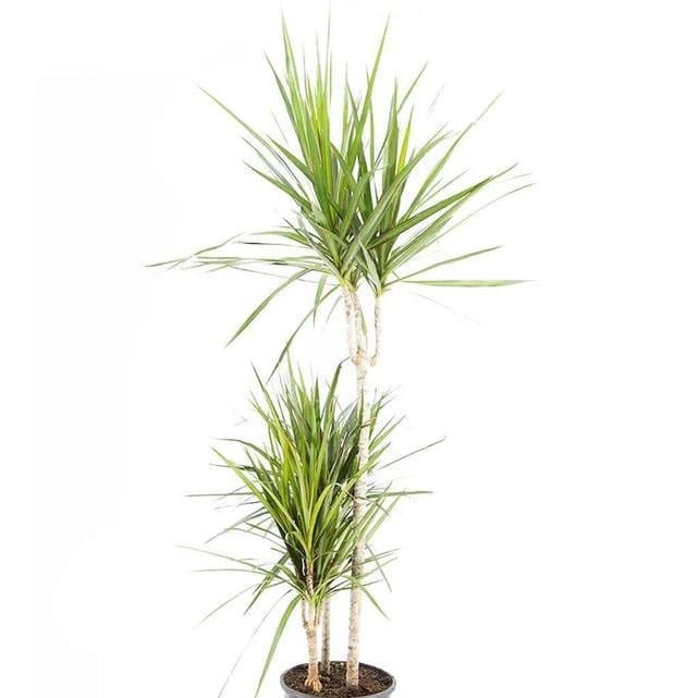 3 Lü Dracaena Marginata Çiçeği  45 X 30 X 60 Cm Yeşil