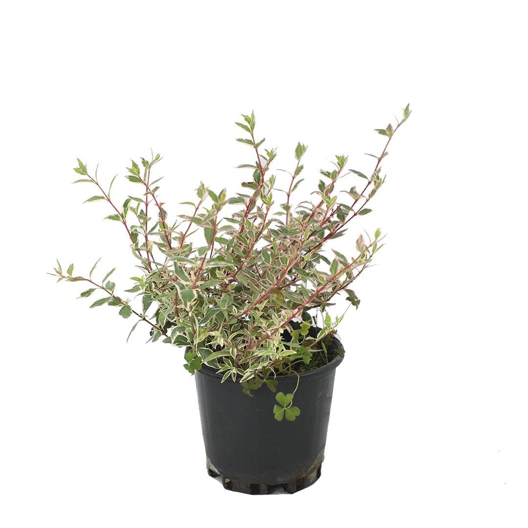 Abelya Grandiflora (Güzellik Çalısı)  20-30 Cm