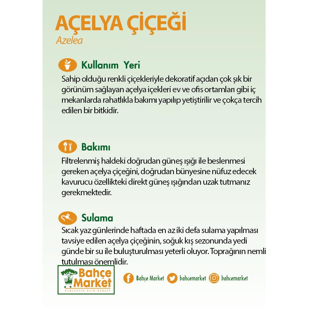 Açelya Mix 10 - 20 Cm