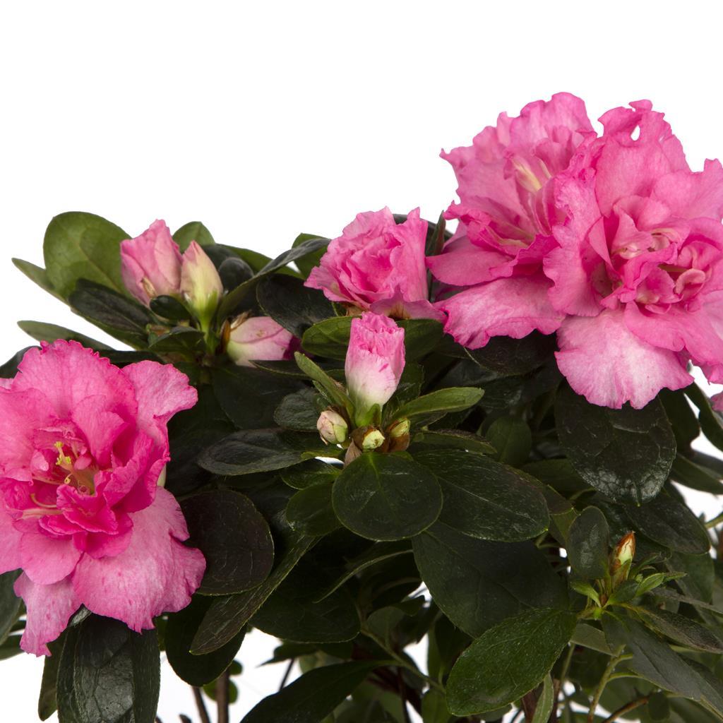 acelya-mix-10-20-cm-5-4382.jpg
