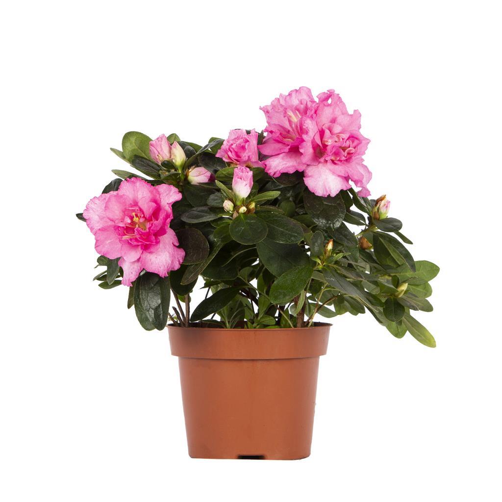 acelya-mix-10-20-cm-61-524.jpg