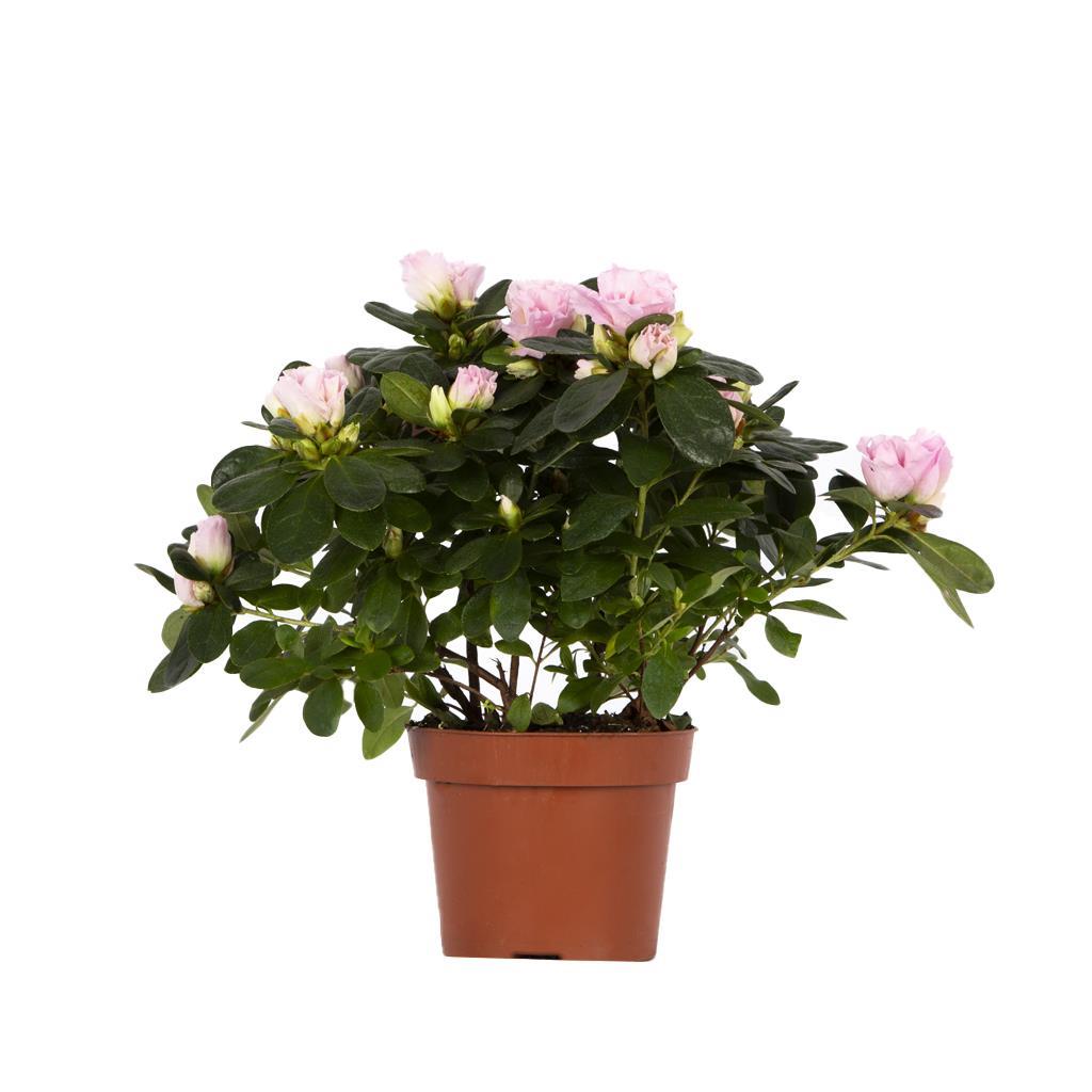 acelya-mix-10-20-cm-6cea-9.jpg