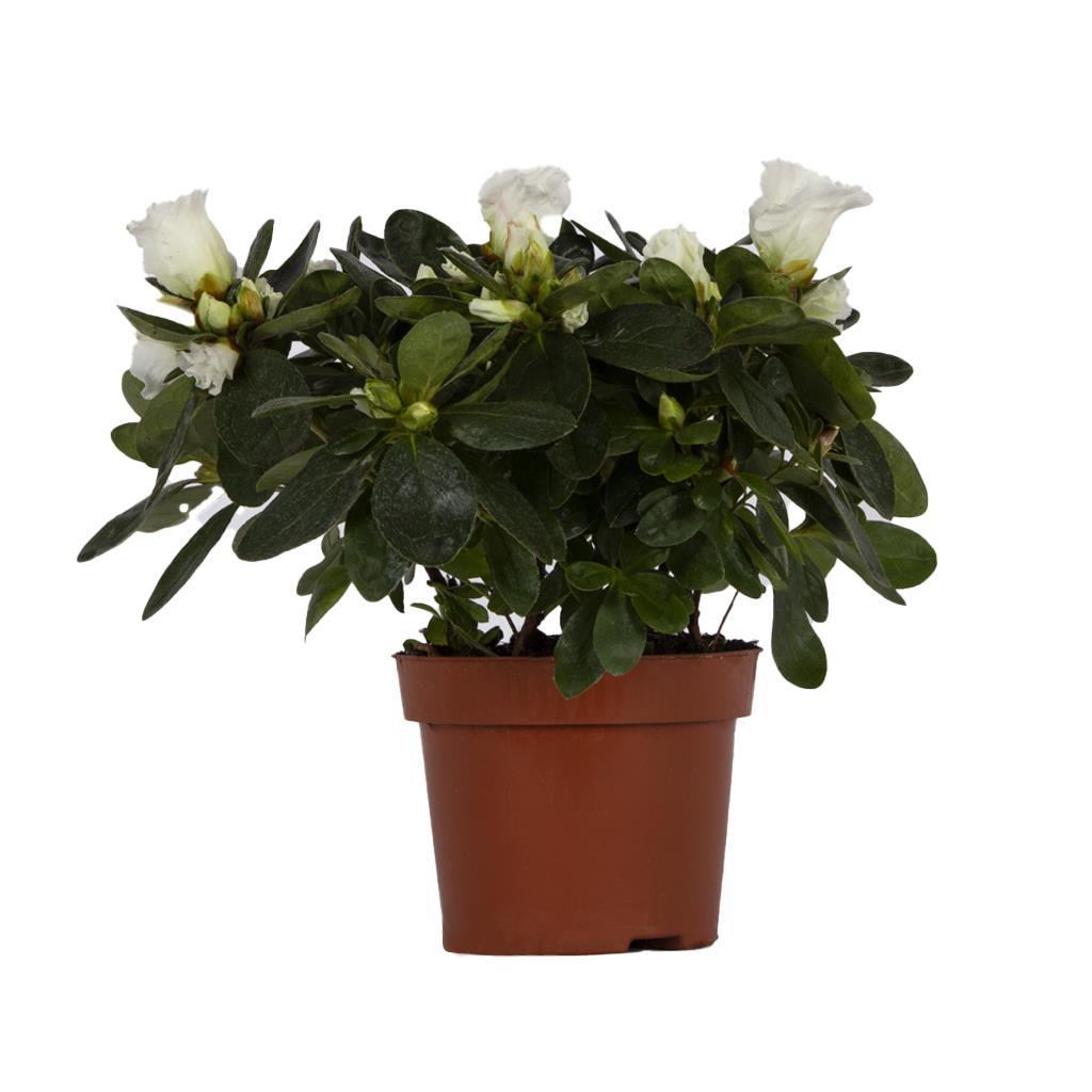 acelya-mix-10-20-cm-709571.jpg
