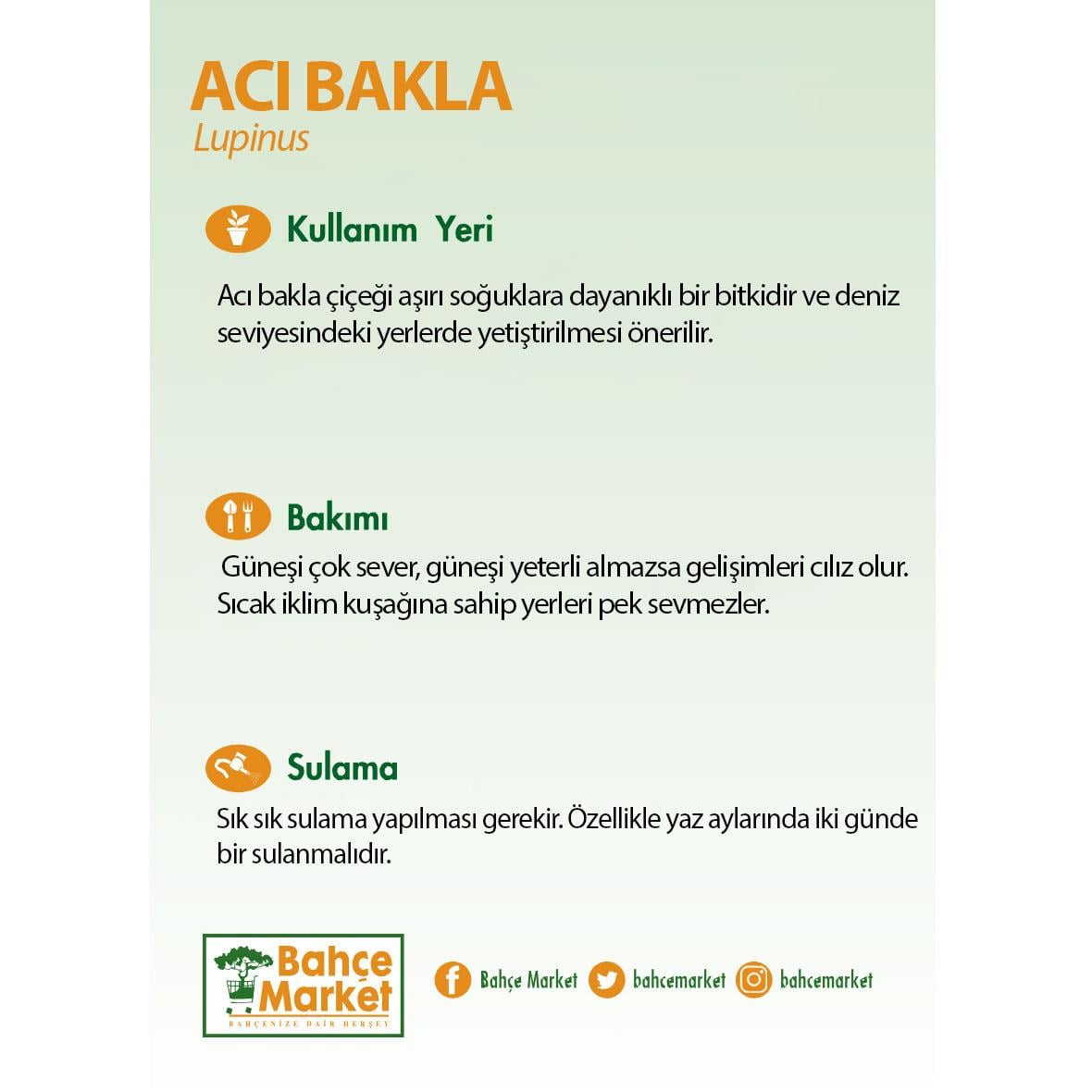 Acı Bakla (Lupinus)