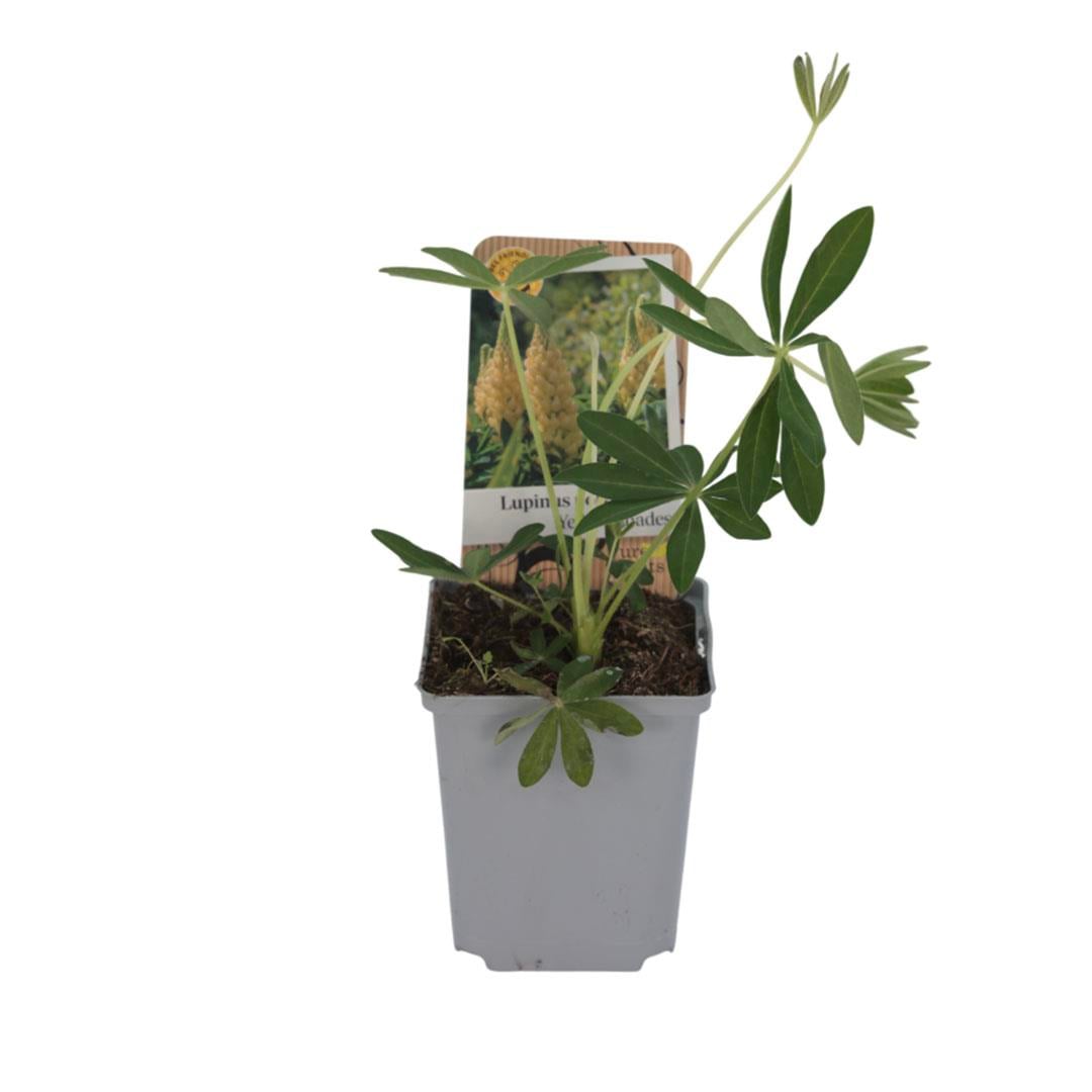 Acı Bakla (Lupinus)