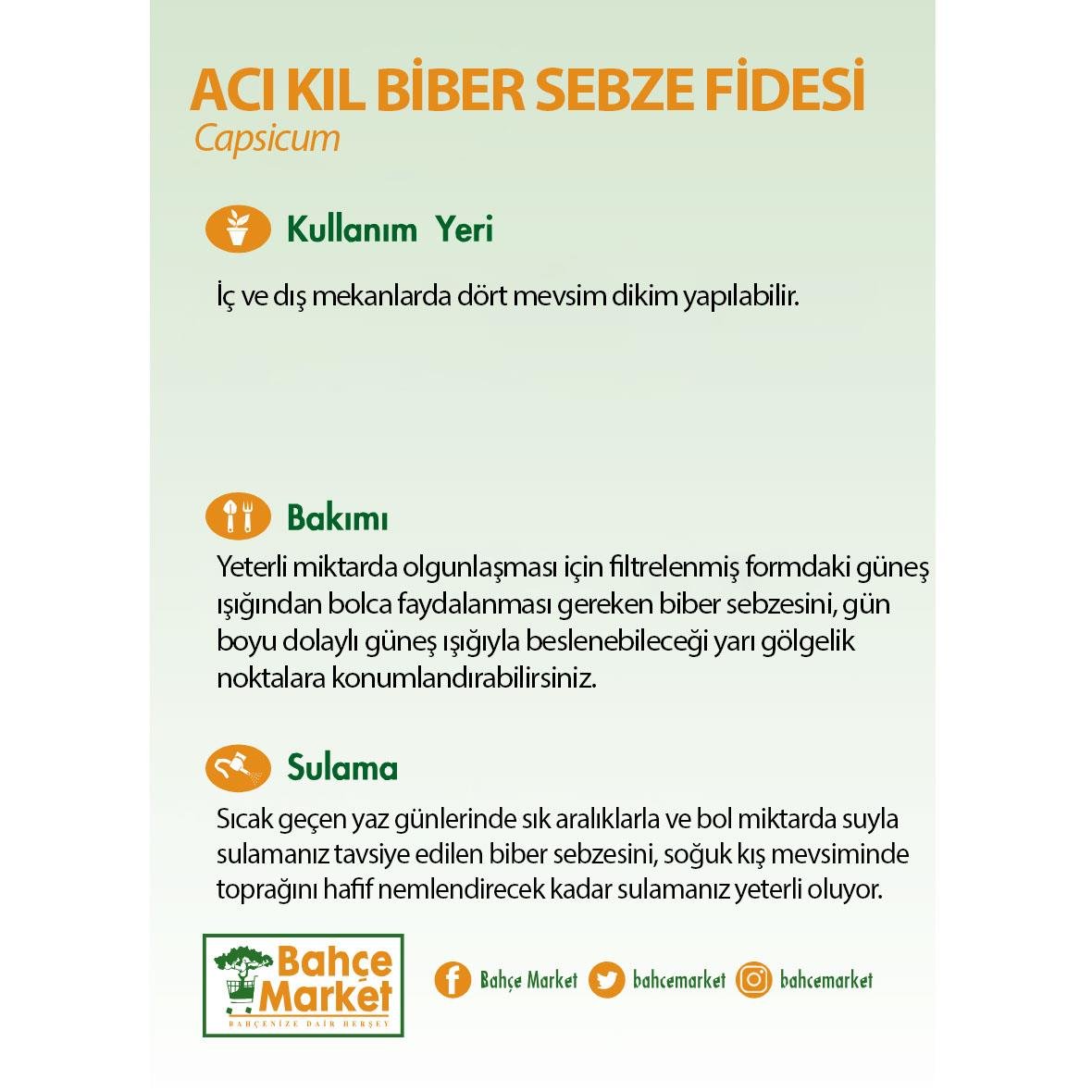 Acı Kıl Biber Sebze Fidesi Yeşil