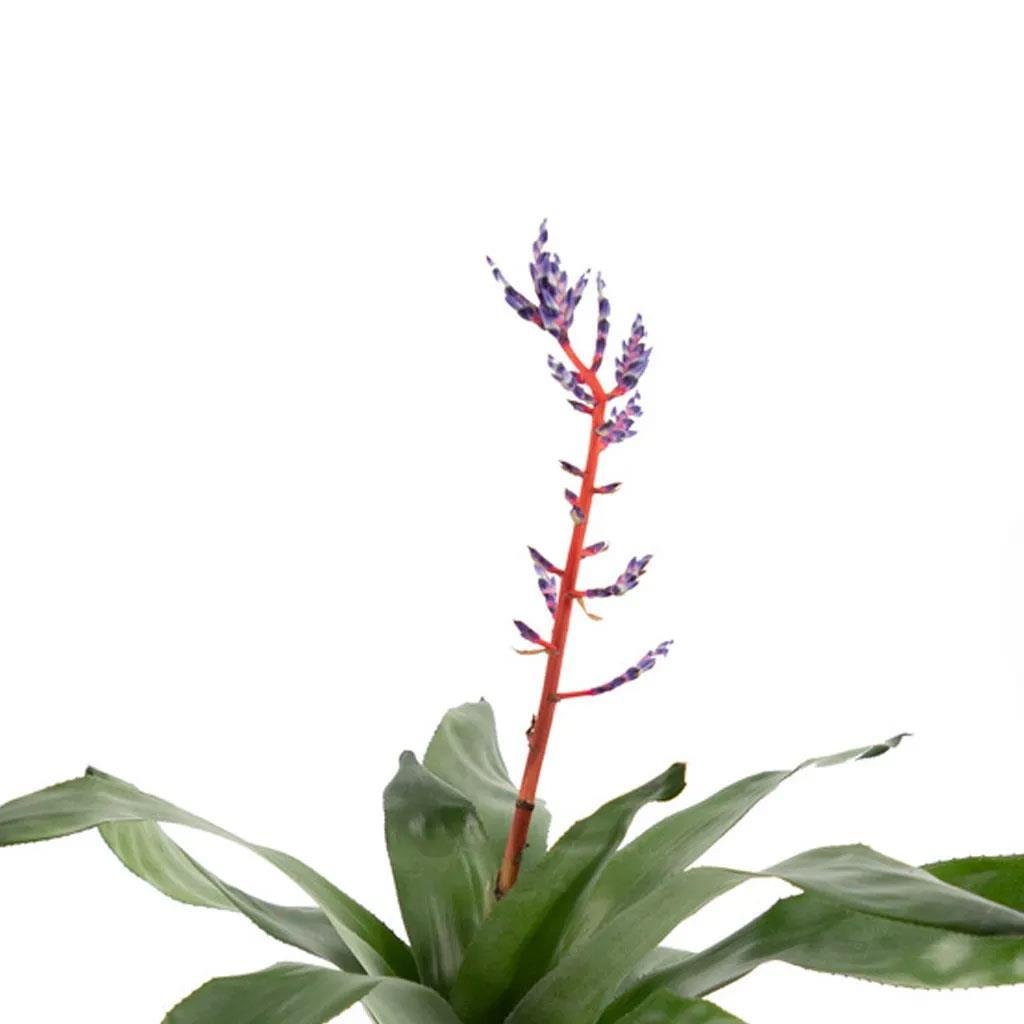 acmea-blue-rain-cicegi--450f-.jpg