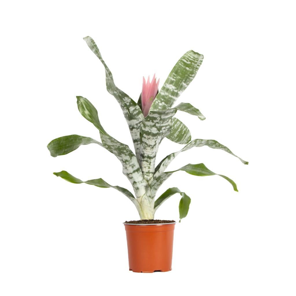 acmea-fasciata-46e-bb.jpg