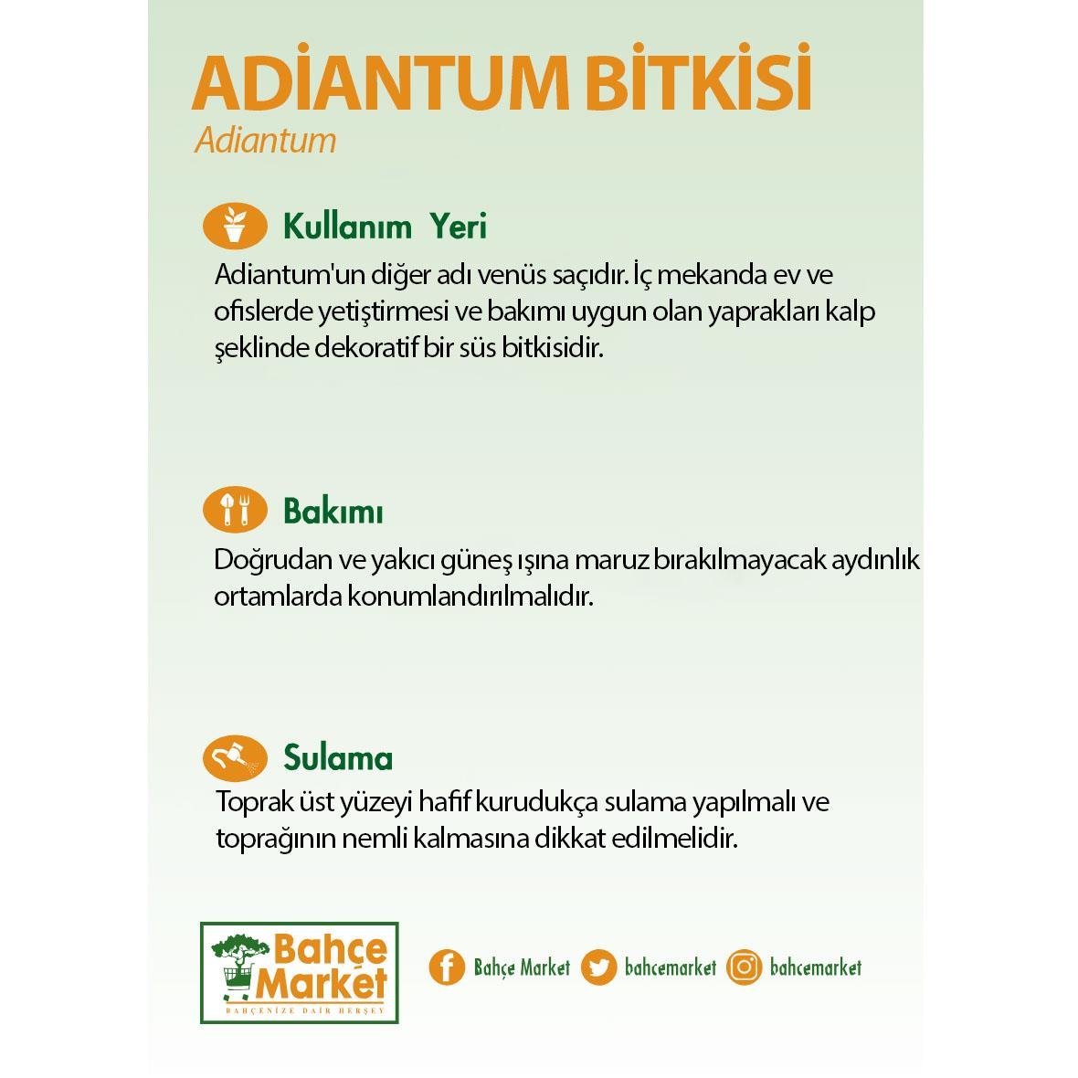 Adiantum Bitkisi 30-40 Cm
