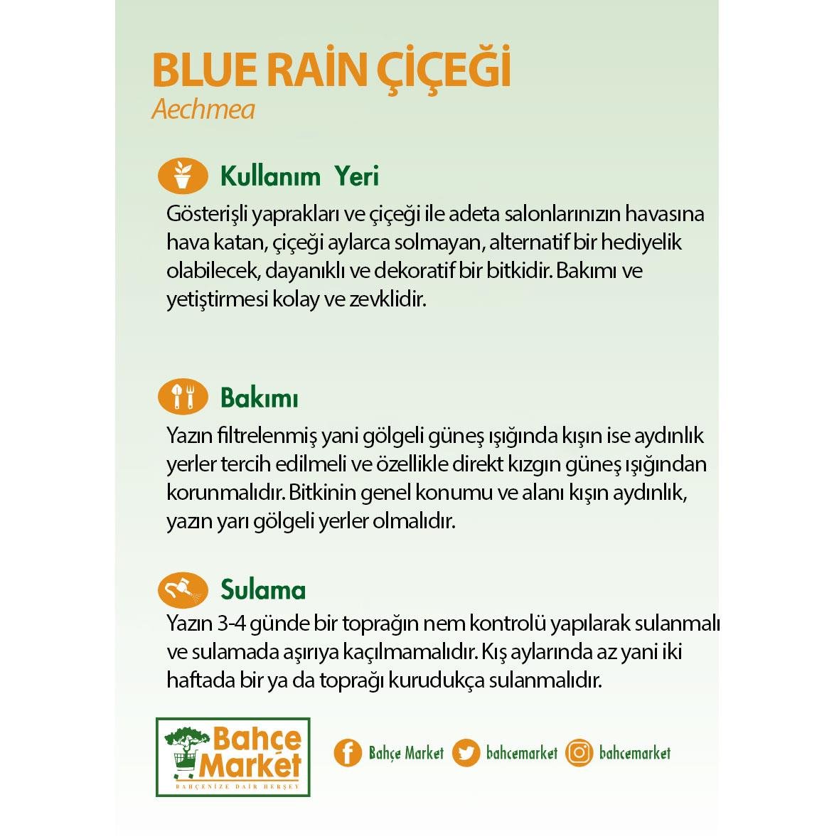 Aechmea 'Blue Rain' Çiçeği