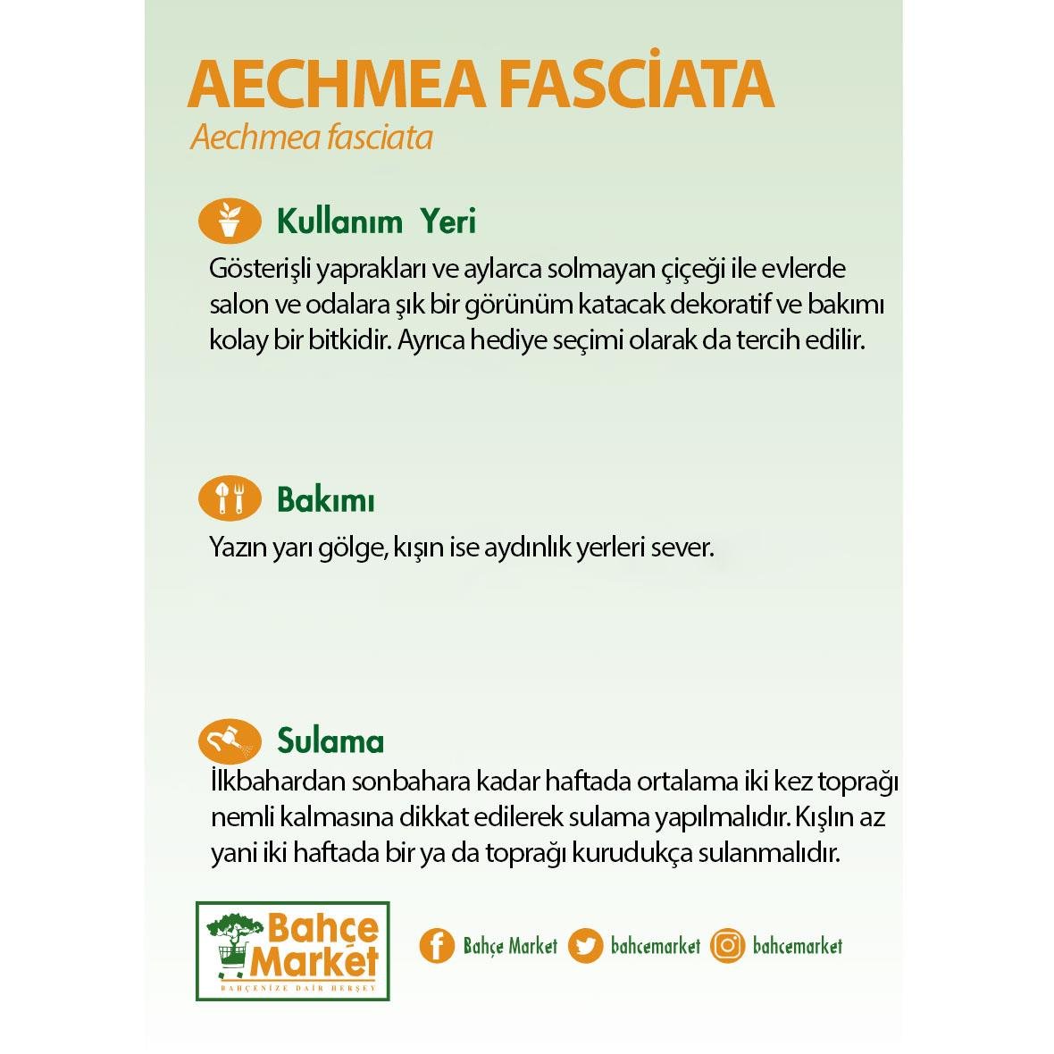 Aechmea Fasciata Yeşil