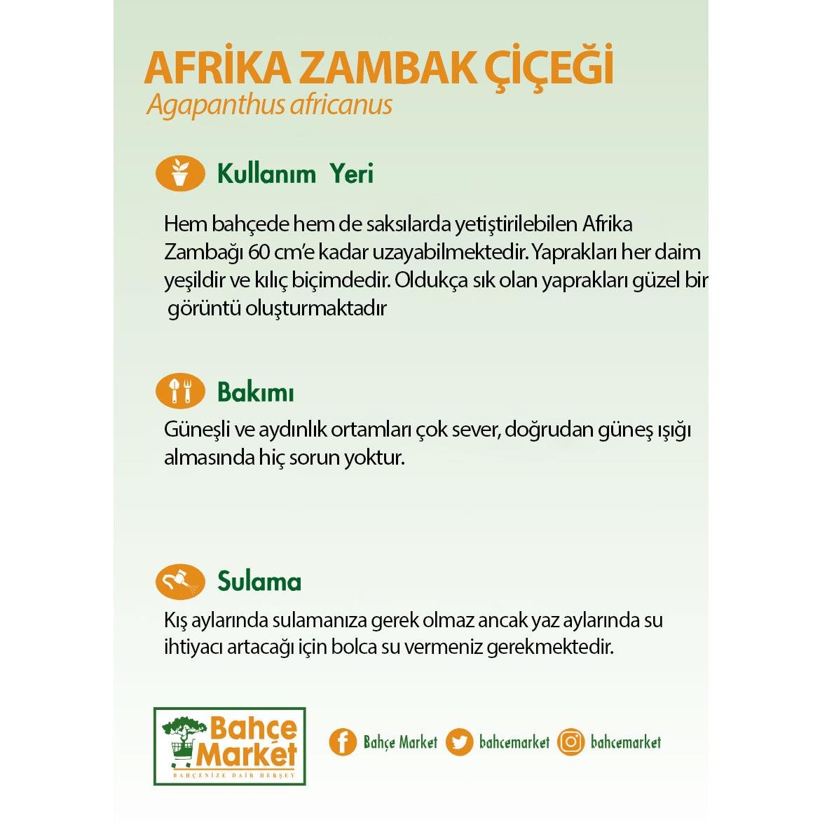 Afrika Zambak Çiçeği - 3 Litre Saksı - Boy 30 40 Cm  Yeşil