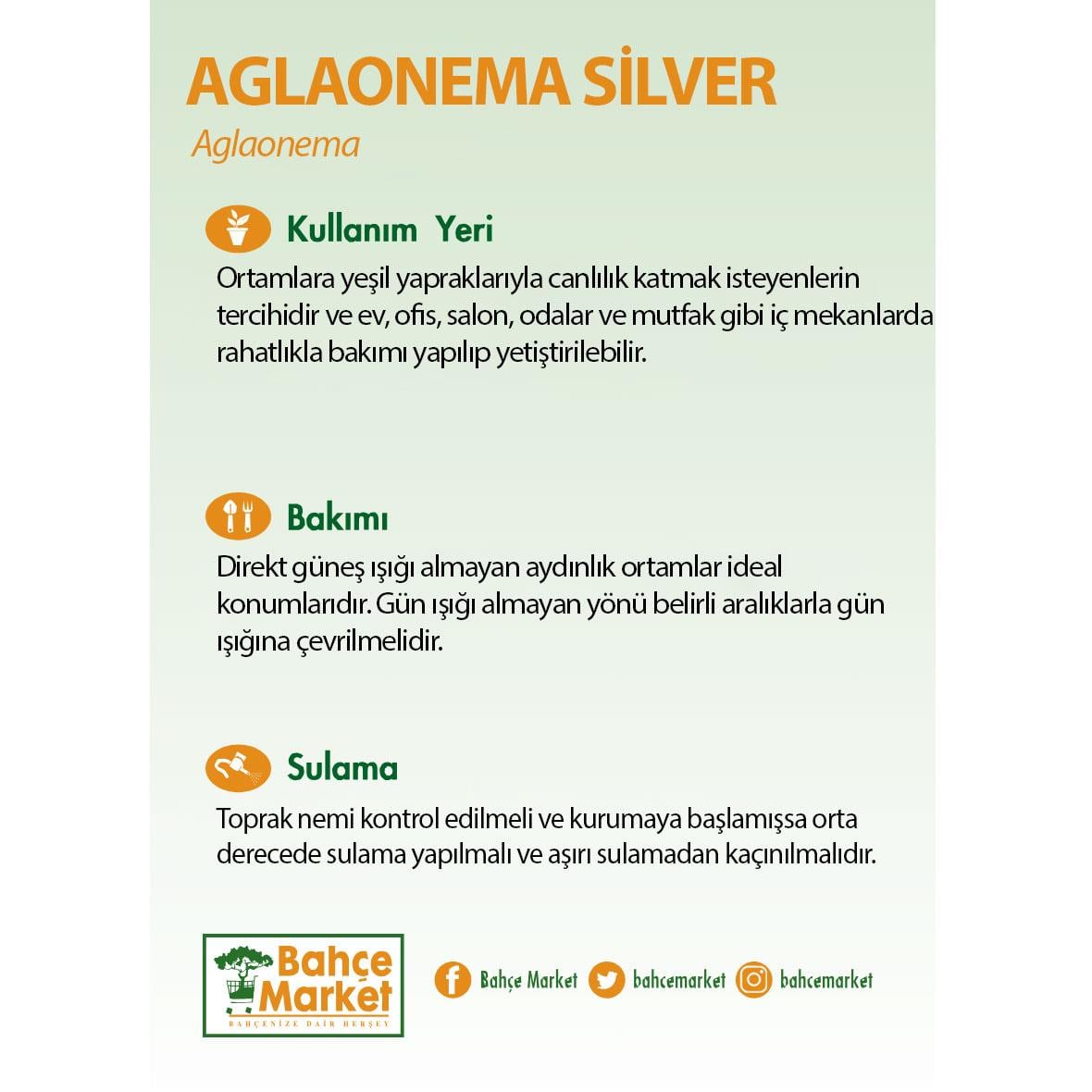 Aglaonema Silver Yeşil