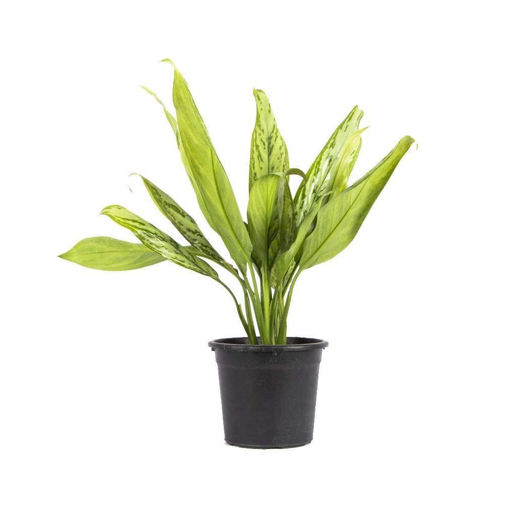 aglonema-silver-147c5e.jpg