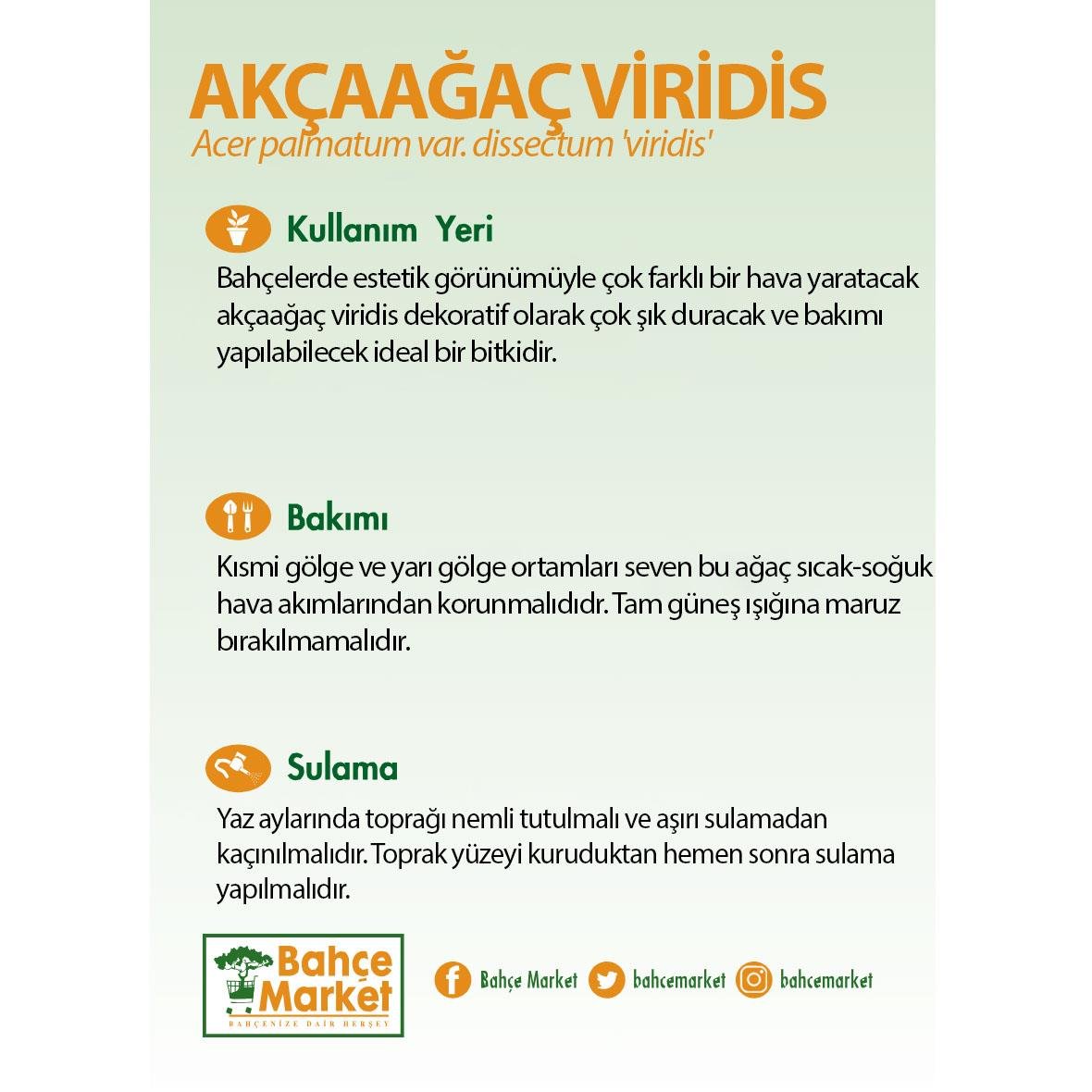 Akçaağaç Viridis - 35 Litre Saksı - Boy 150 175 Cm  Yeşil