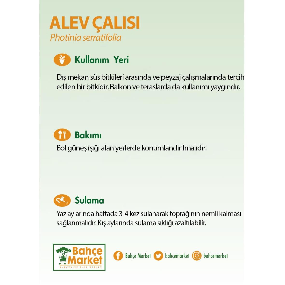 Alev Çalısı 40 - 60 Cm Yeşil