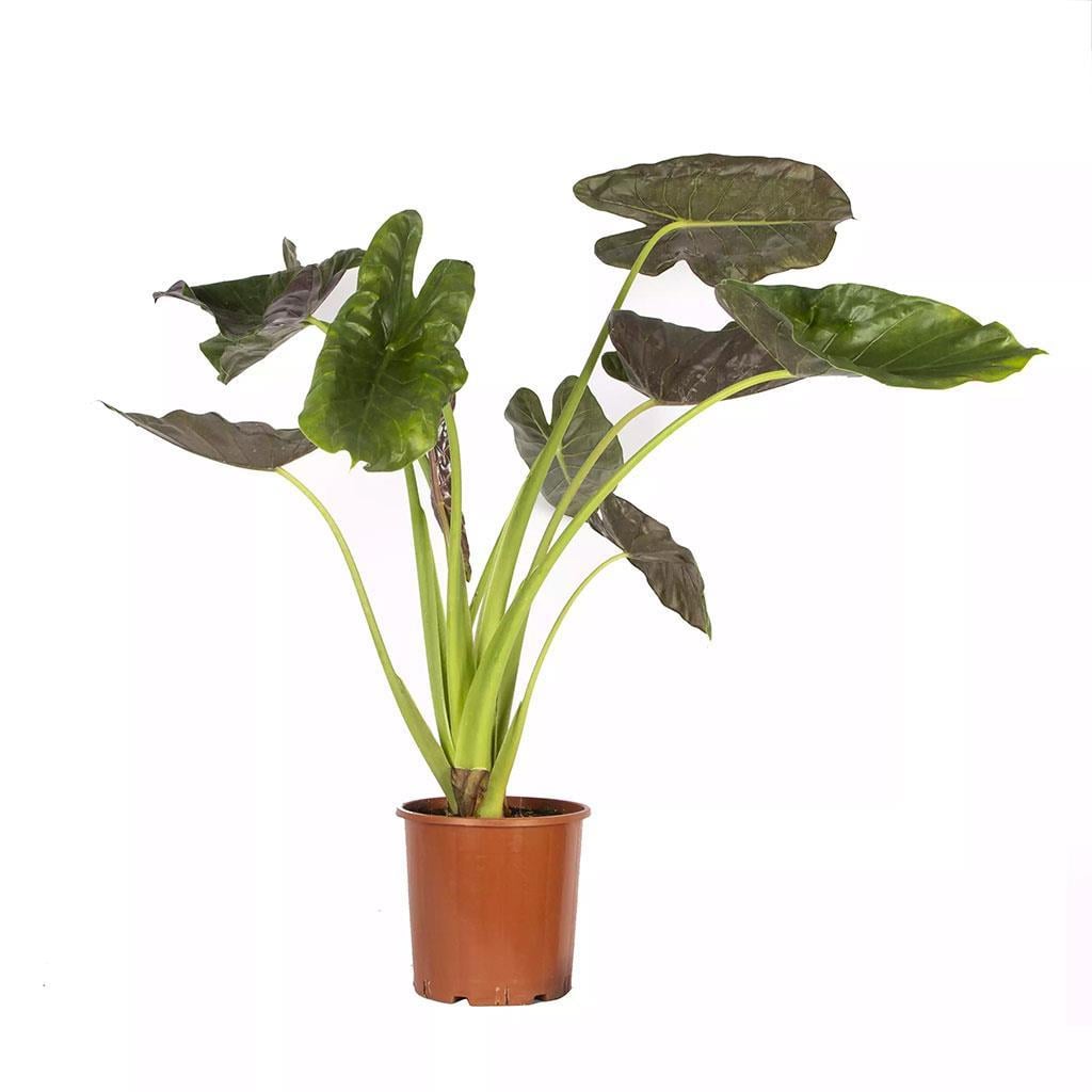 alocasia-wentii-18-clt-100-125-cm-6d14d2.jpg