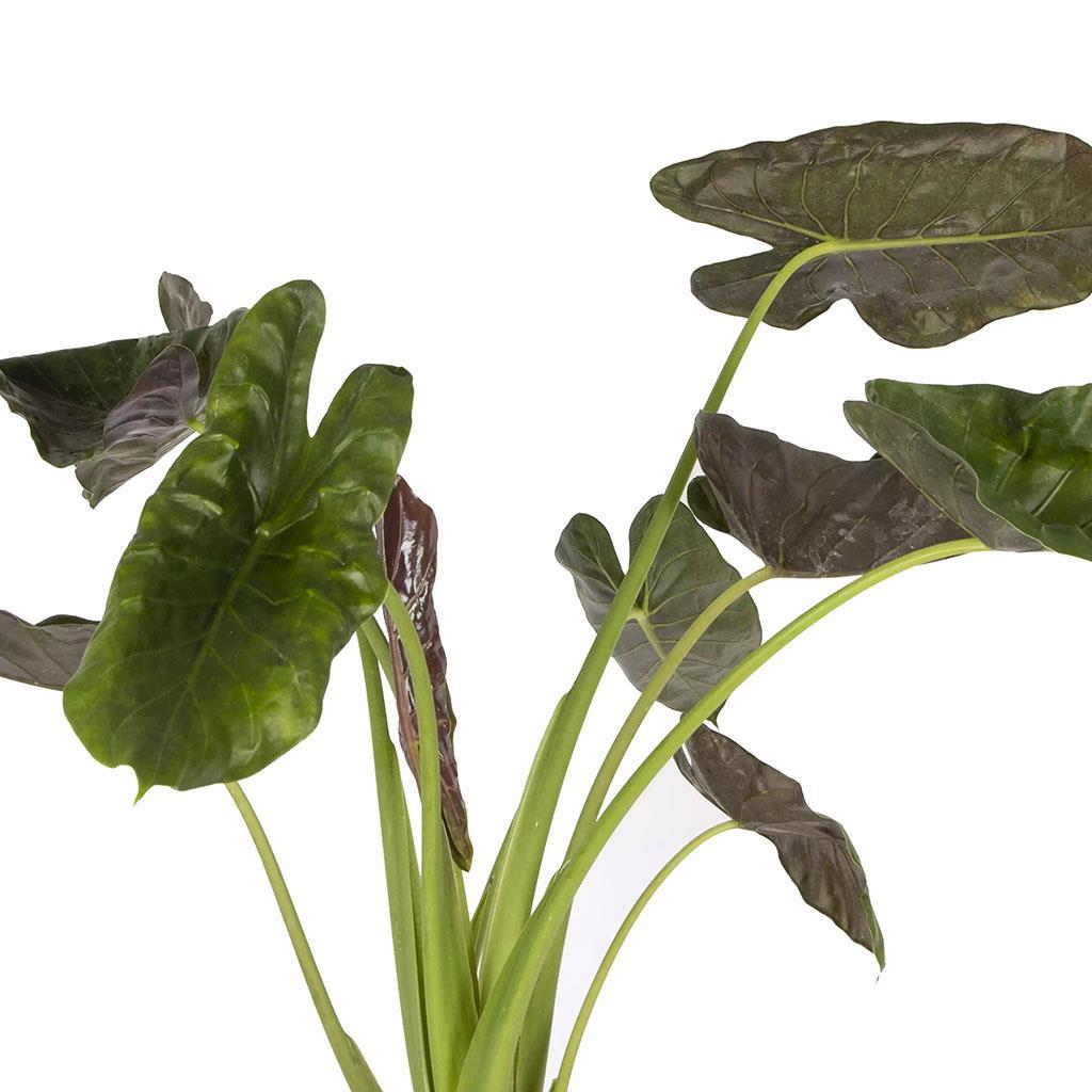 alocasia-wentii-18-clt-100-125-cm-b56-06.jpg