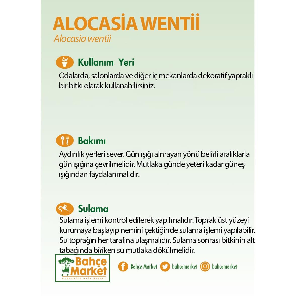 Alocasia Wentii 18 Lt 100-125 Cm Yeşil