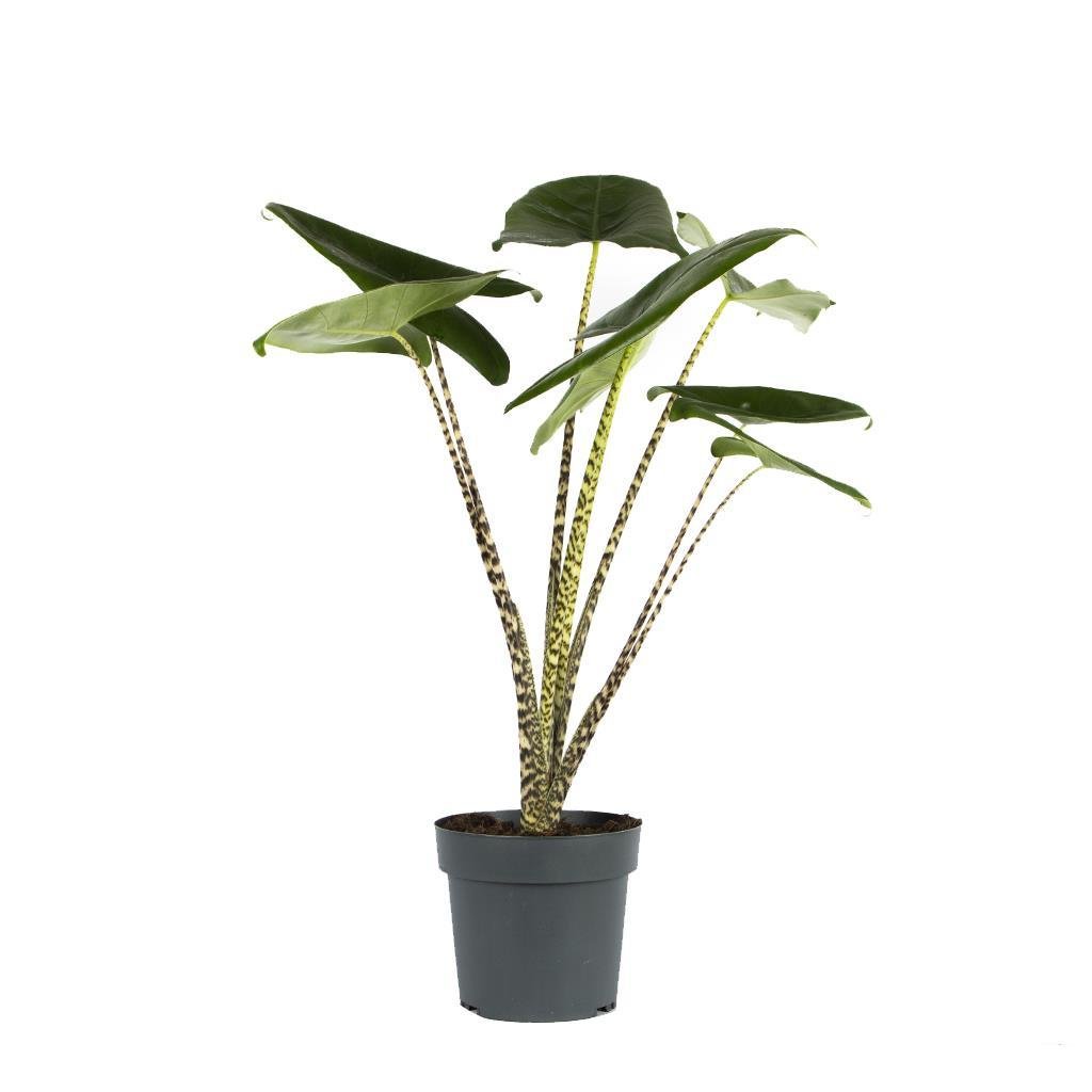 alocasia-zebrina-fil-kulagi-bitkisi-c35-9c.jpg