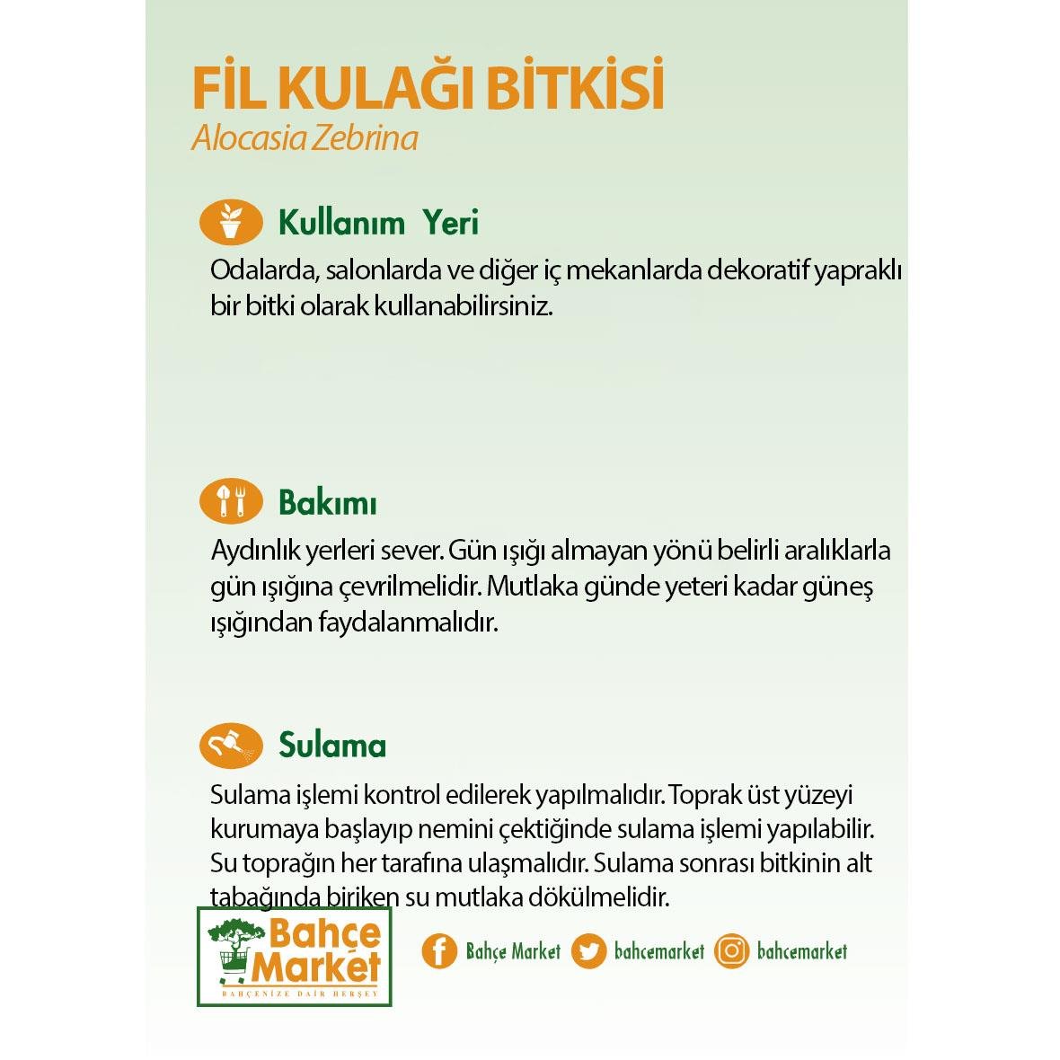 Alocasia Zebrina (Fil Kulağı Bitkisi) Yeşil