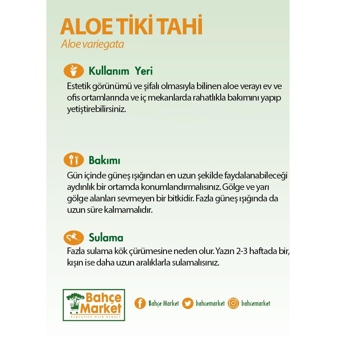 Aloe Tiki Tahi Yeşil