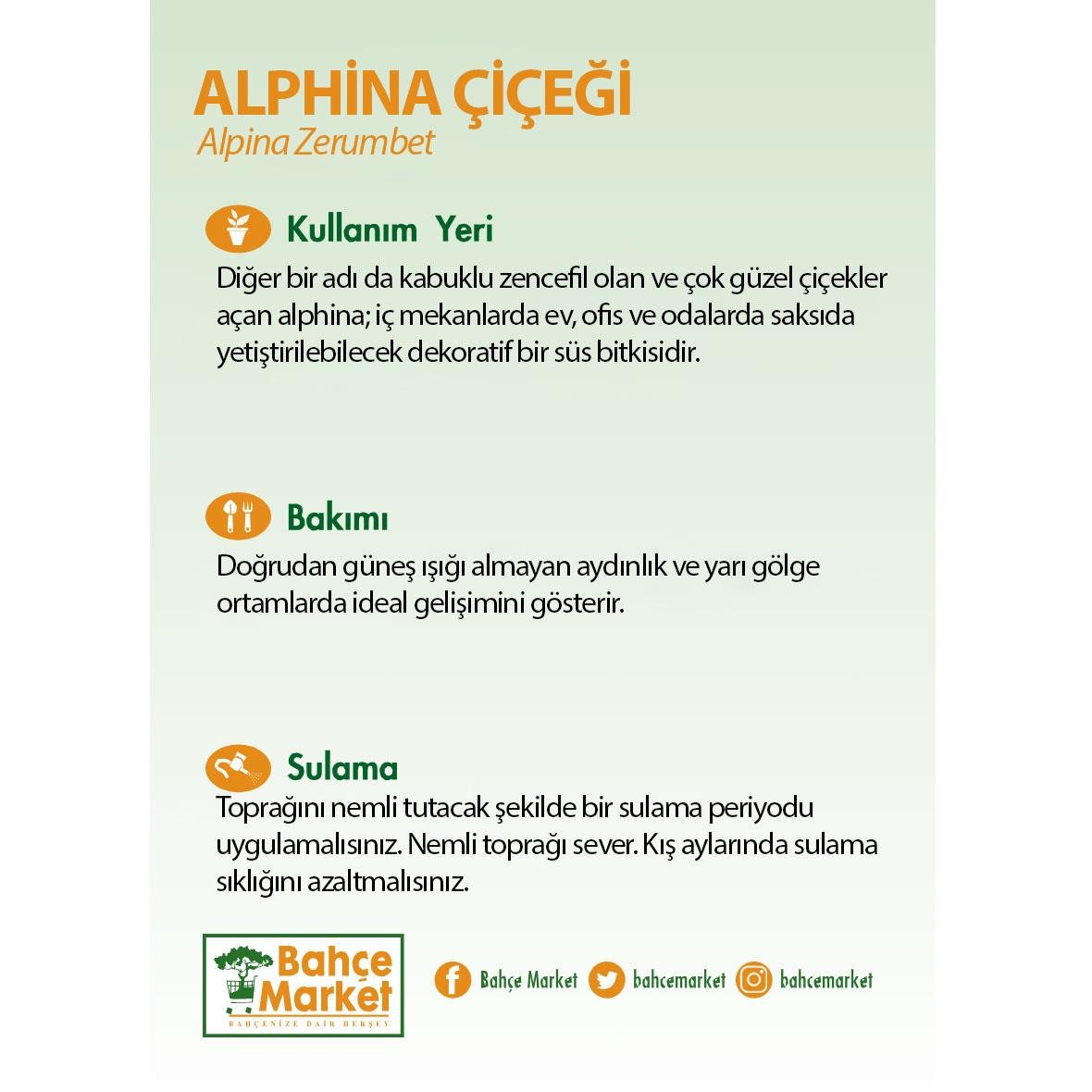 Alphina Çiçeği 40-60 Cm
