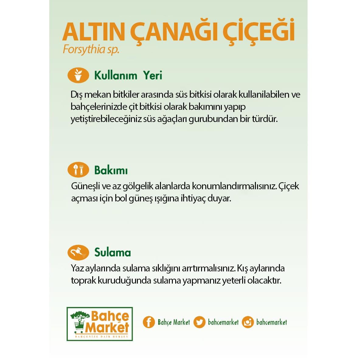 Altın Çanağı Çiçeği