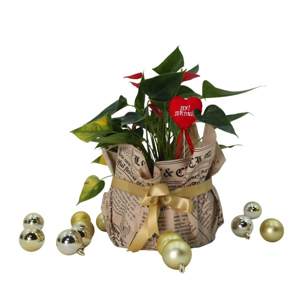 Anthurium - Antoryum (Flamingo Çiçeği) Hediye Paketli