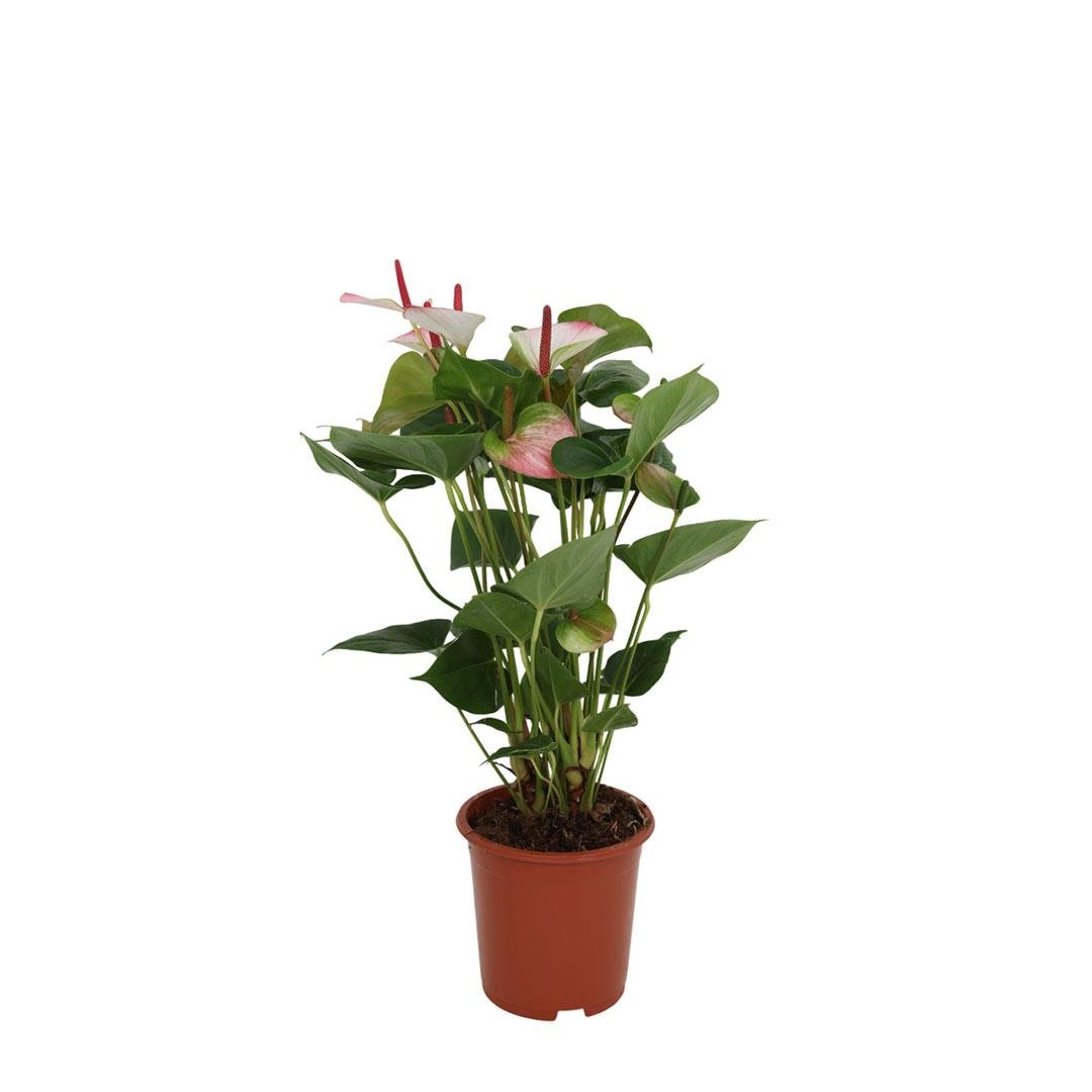 Antoryum (Flamingo Çiçeği) 60 80 Cm