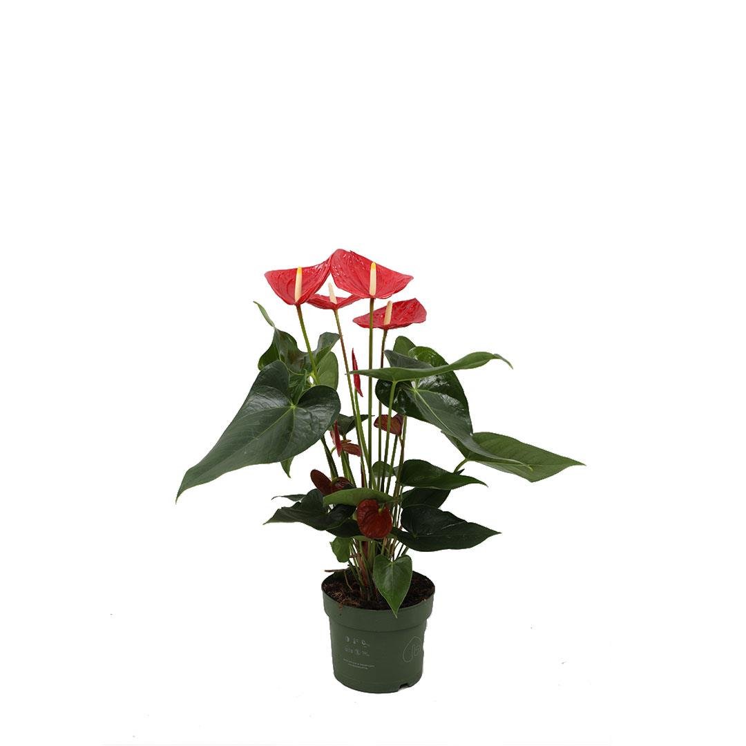 Antoryum (Flamingo Çiçeği) 60 80 Cm