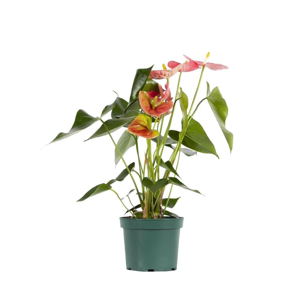 Antoryum - Flamingo Çiçeği - Çap 17 Cm - Boy 60 80 Cm Pembe